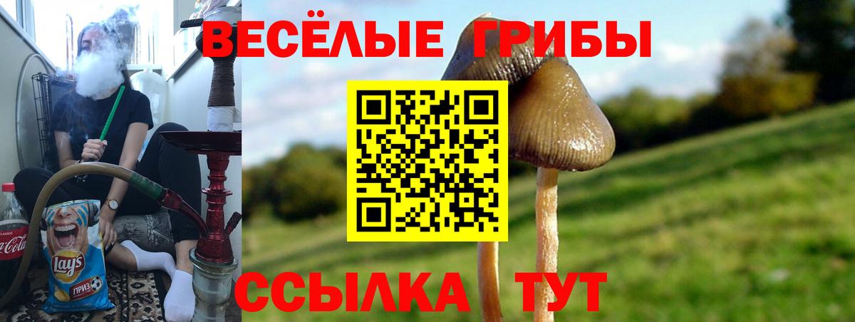 Псилоцибиновые грибы Psilocybe Муром